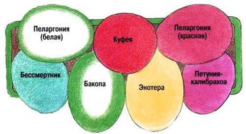 Неприхотливые цветы для балкона солнечная сторона. Самые неприхотливые цветы для балкона цветущие все лето