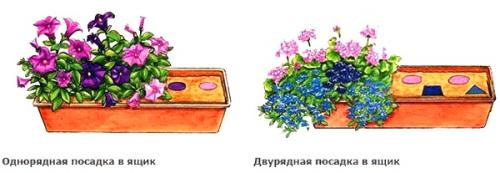 Неприхотливые цветы для балкона солнечная сторона. Самые неприхотливые цветы для балкона цветущие все лето