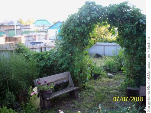 Как ухаживать за садовой аркой. Шикарная зелёная арка за пару сезонов