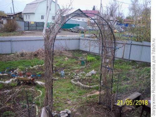 Как ухаживать за садовой аркой. Шикарная зелёная арка за пару сезонов