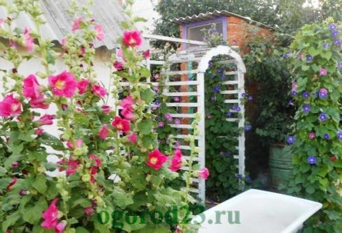 Как расположить растения на арке для цветов из арматуры. Делаем арку своими руками