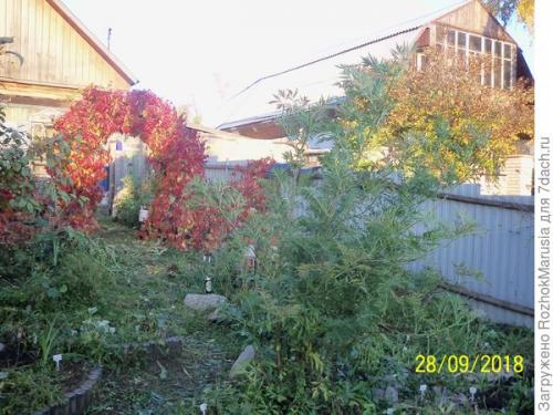 Как ухаживать за садовой аркой. Шикарная зелёная арка за пару сезонов