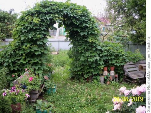 Как ухаживать за садовой аркой. Шикарная зелёная арка за пару сезонов