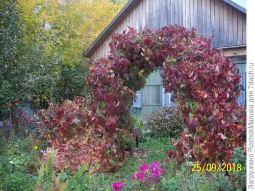 Какие материалы лучше использовать для создания садовой арки