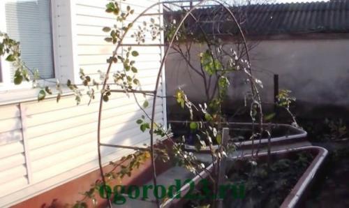 Как расположить растения на арке для цветов из арматуры. Делаем арку своими руками