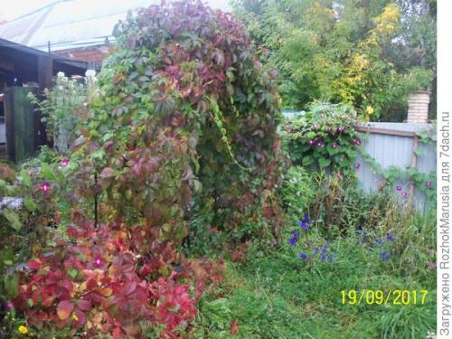 Как ухаживать за садовой аркой. Шикарная зелёная арка за пару сезонов