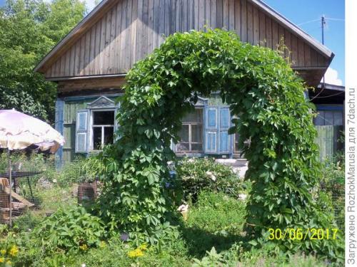 Как ухаживать за садовой аркой. Шикарная зелёная арка за пару сезонов