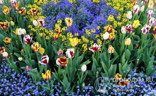 Клумба непрерывного цветения из многолетников. Подбор растений