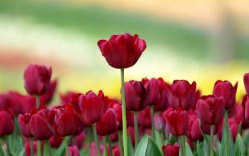 Клумба непрерывного цветения с тюльпанами. Продлите цветение