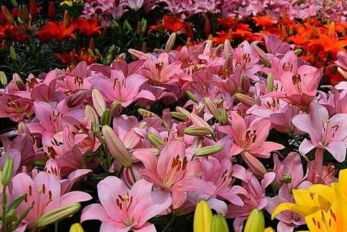 Клумба непрерывного цветения из многолетников схемы. Клумбы из многолетних цветов фото и готовые схемы