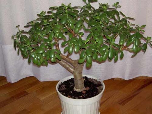 Какие комнатные растения лучше выбрать в темном помещении. Потребность растений в освещении 06