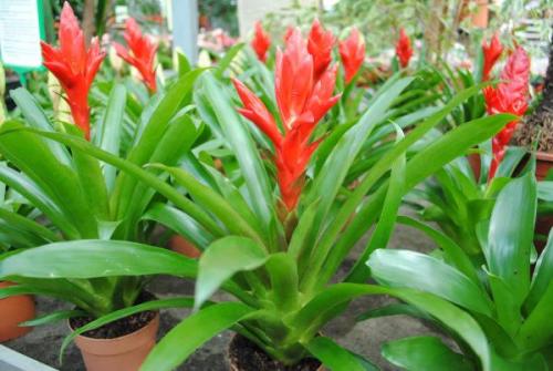 Какие комнатные растения лучше выбрать в темном помещении. Потребность растений в освещении 03