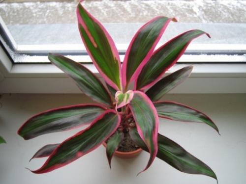 Какие комнатные растения лучше выбрать в темном помещении. Потребность растений в освещении 08