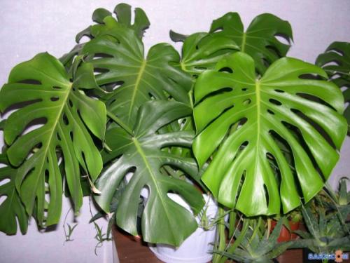 Какие комнатные растения лучше выбрать в темном помещении. Потребность растений в освещении 09