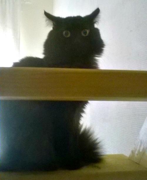 Какие способы можно использовать для шумоизоляции в мини студии. Помогите выбрать звукоизоляцию для небольшой квартиры - студии