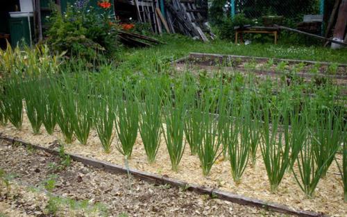 Как правильно ухаживать за заполнением опилками в процессе эксплуатации. Используем в качестве мульчи