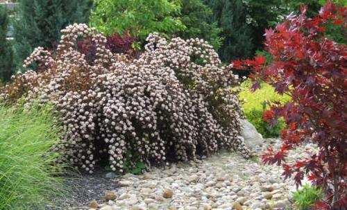 Растения для японского сада