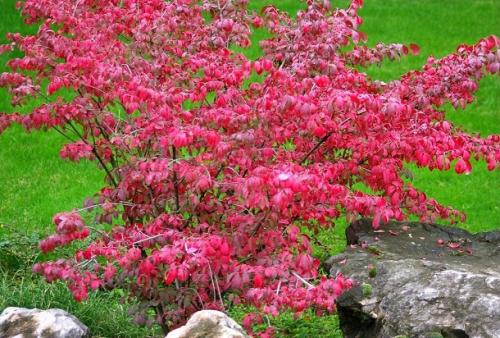Растения для японского сада