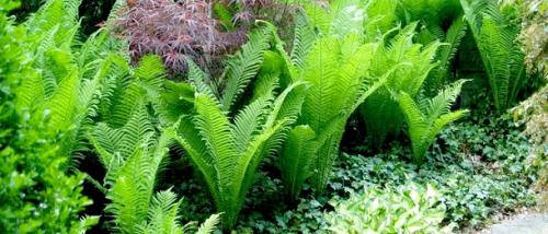 Растения для японского сада