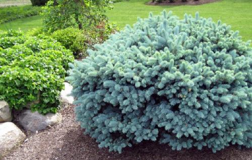 Растения для японского сада