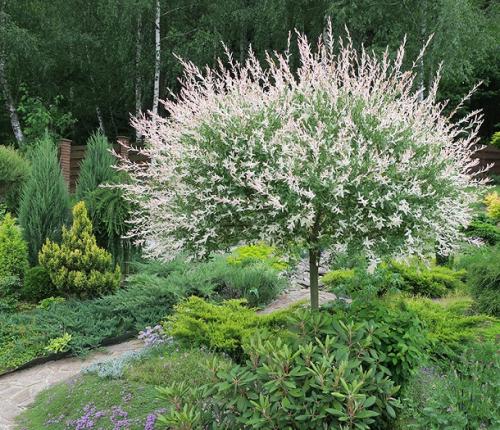 Растения для японского сада