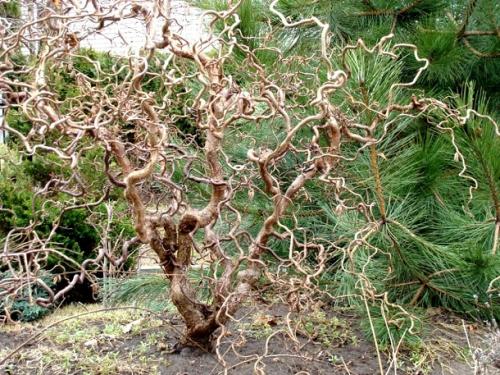 Растения для японского сада