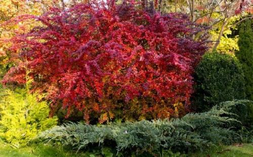 Растения для японского сада