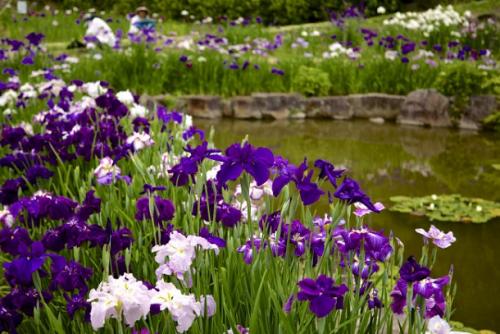 Растения для японского сада