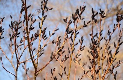 Растения для японского сада