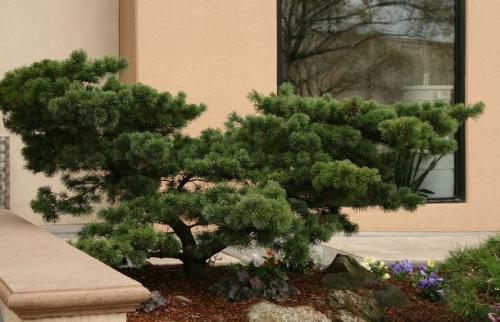 Растения для японского сада