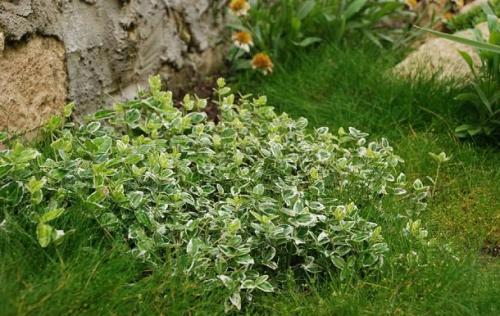 Растения для японского сада