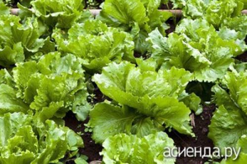 Какие растения и методы полива лучше использовать для экономии воды. Как сэкономить воду при поливах?