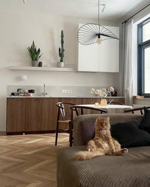 Главный акцент в любом интерьере - хвостатый любимец. 04