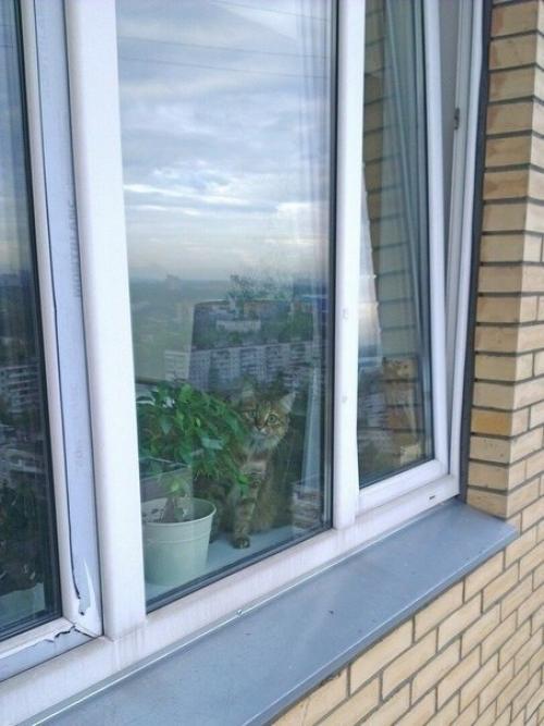 Paботаю промышленным альпинистом, чacто удивляю котов. 01