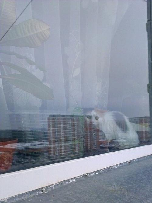 Paботаю промышленным альпинистом, чacто удивляю котов. 02