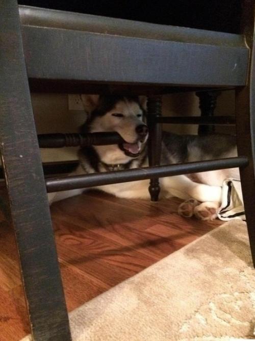 Где же они ещё то так могут поспать?