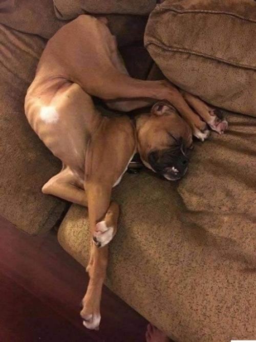 Где же они ещё то так могут поспать? 01