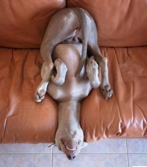 Где же они ещё то так могут поспать? 04