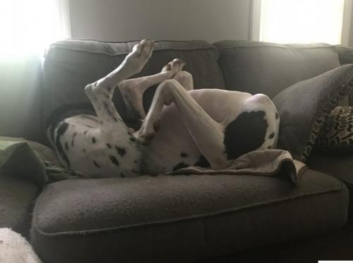 Где же они ещё то так могут поспать? 02