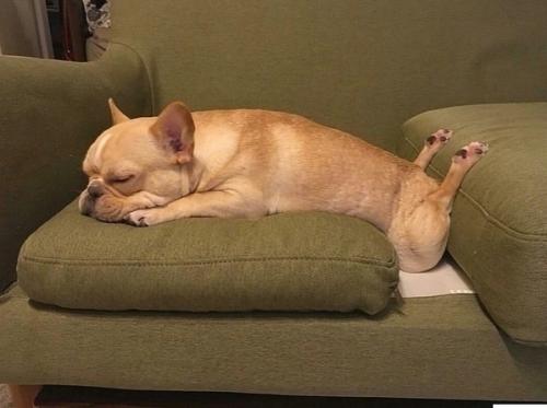 Где же они ещё то так могут поспать? 06