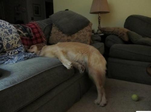 Где же они ещё то так могут поспать? 03