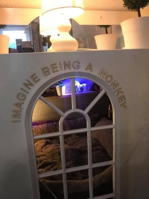 Собачку подобрали на улице. 05