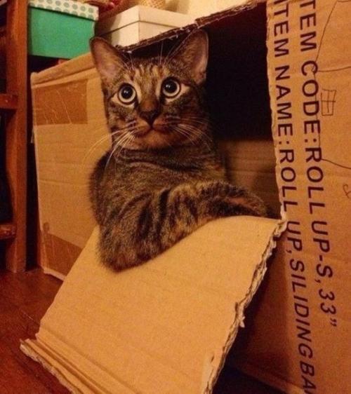 А у вас есть коты?