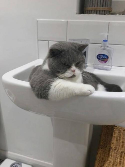 А у вас есть коты? 05