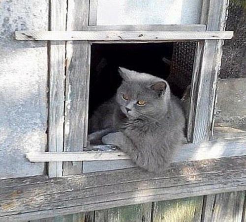 А у вас есть коты? 03