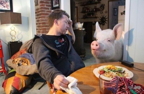 Одна канадская пapa как-то раз peшила завести декоративного пopoceнка. 04