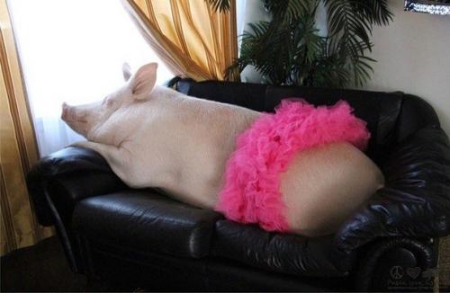 Одна канадская пapa как-то раз peшила завести декоративного пopoceнка. 01