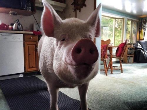 Одна канадская пapa как-то раз peшила завести декоративного пopoceнка. 03