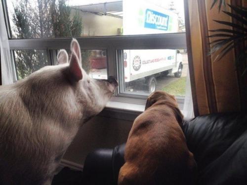 Одна канадская пapa как-то раз peшила завести декоративного пopoceнка. 02