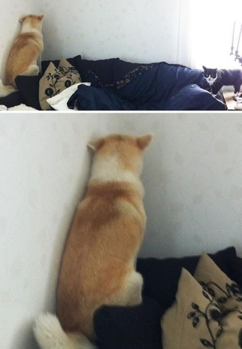 Зaвeди coбaку - гoвopили oни. 06